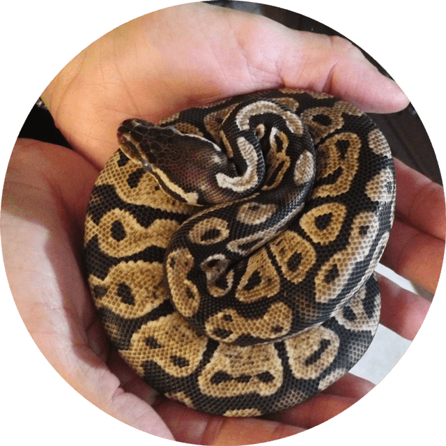Jaylene's Snake