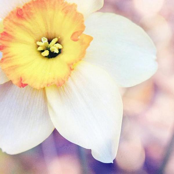 Narcissus Fragrance Special Promotion. The Seer Almine