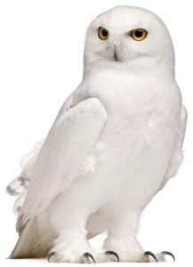 Rune-Owl_White