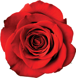 Almine Love & Romance