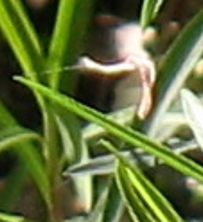 Fairy Photo Close-Up