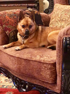 Lucy the Dog