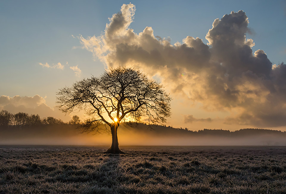 Picture of a Lone Tree at Sunrise