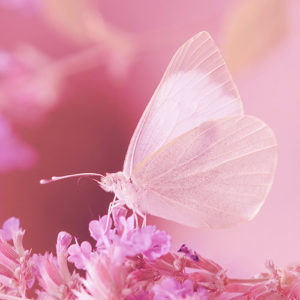 White Butterfly, Pink Flower Realm