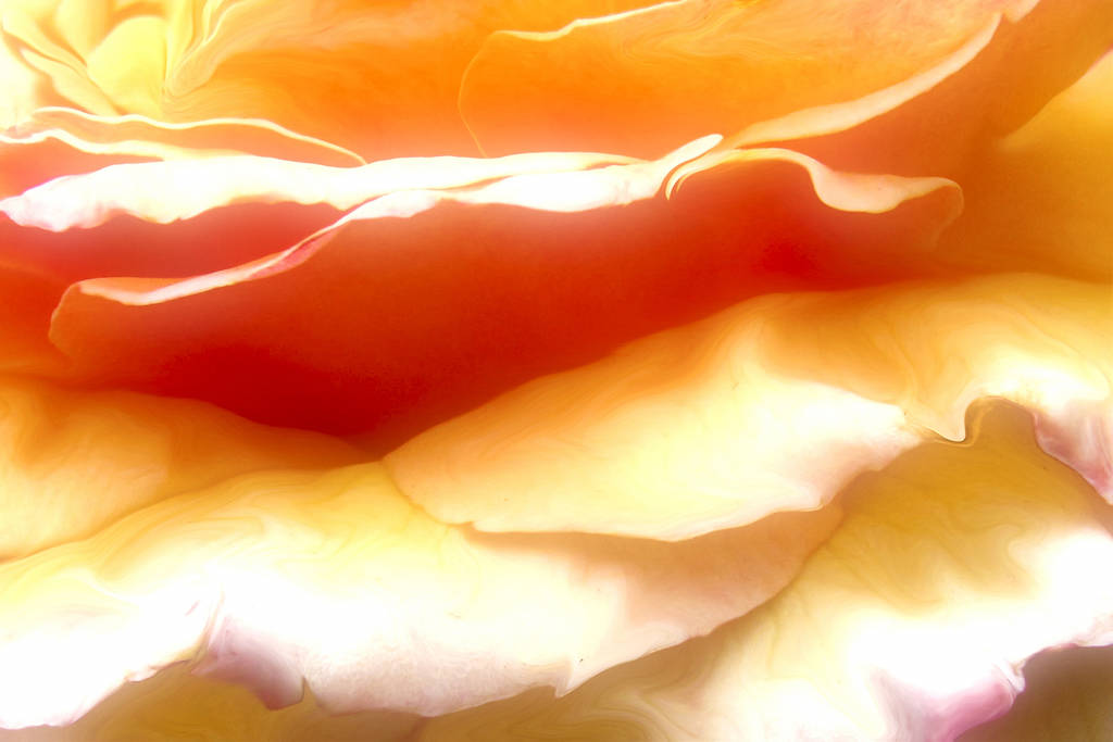 Rose Petal Sunrise, Song of the Rose (A Painting of Light by the Seer Almine