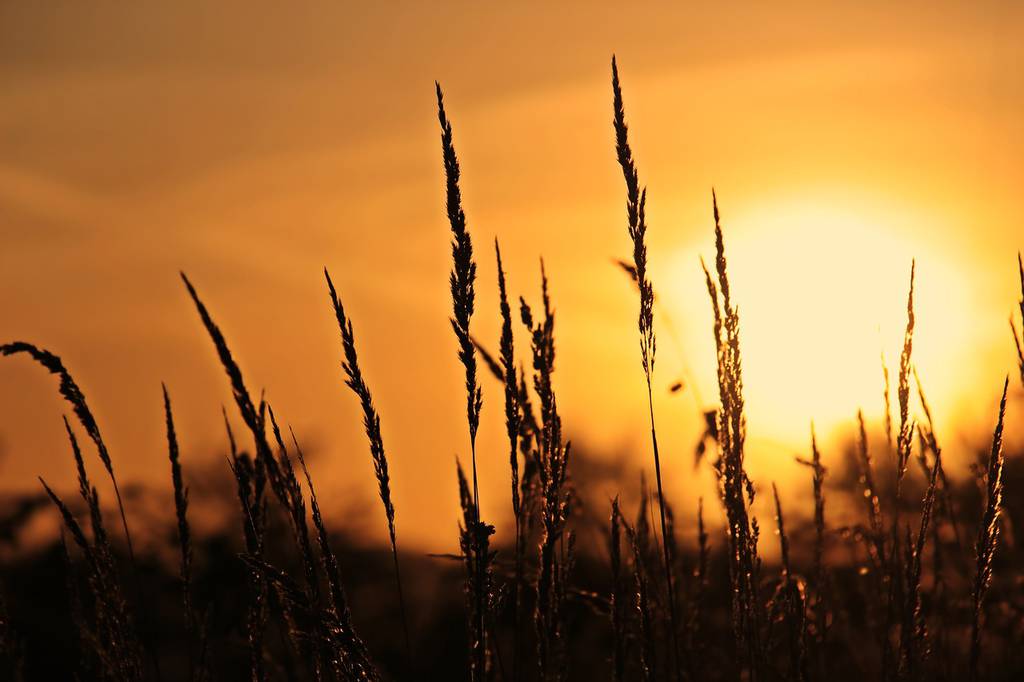 Sunrise wheat