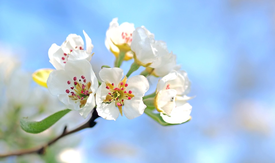 spring-apple-blossoms