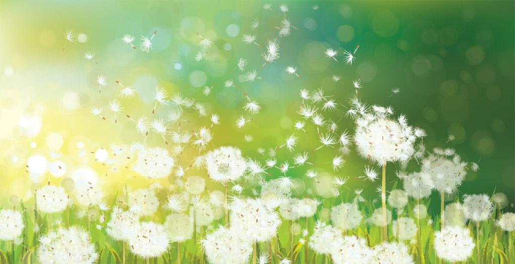 Dandelions Spring