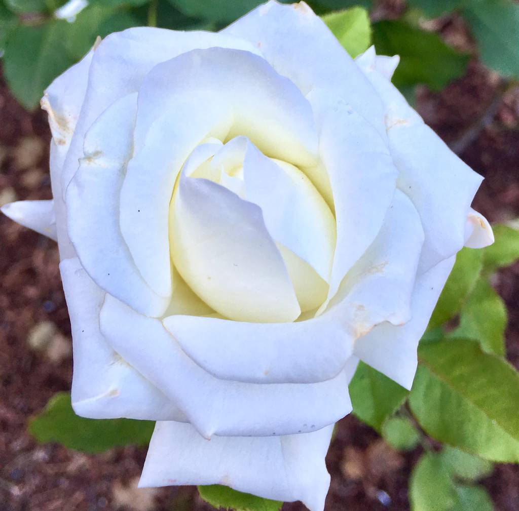 White Rose by Robin