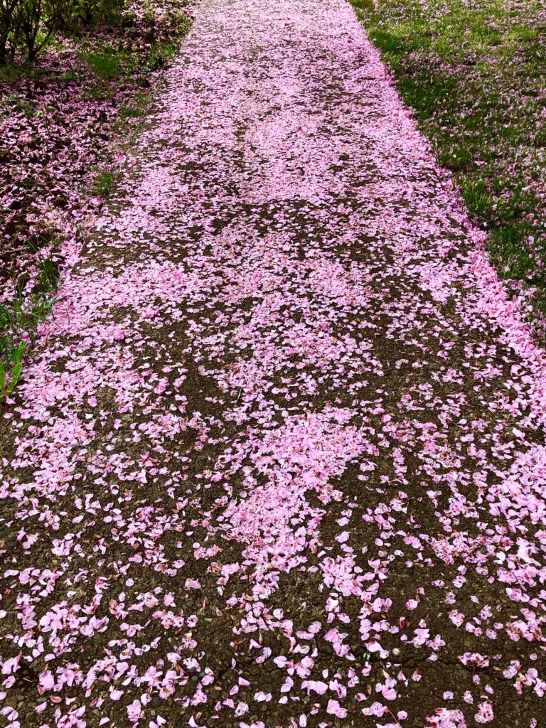 A sidewalk of flowers — what a poetic act! 